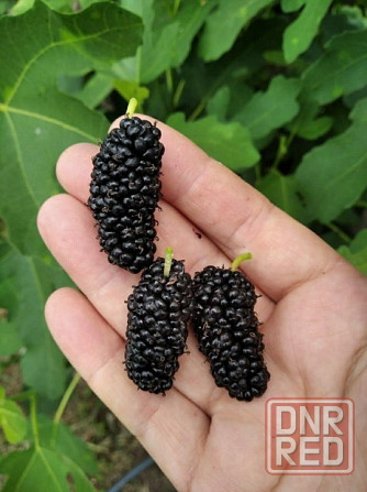 Шелковица саженцы, ежевика колючая Донецк - изображение 1