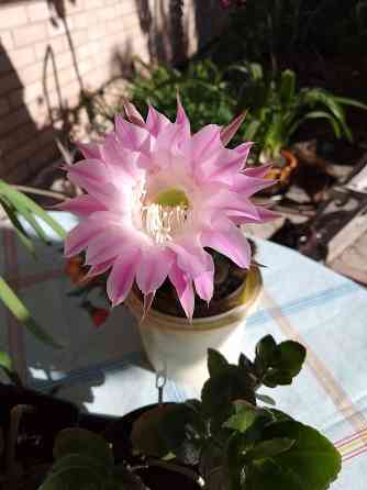 Кактусята Донецк