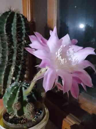 Кактусята Донецк