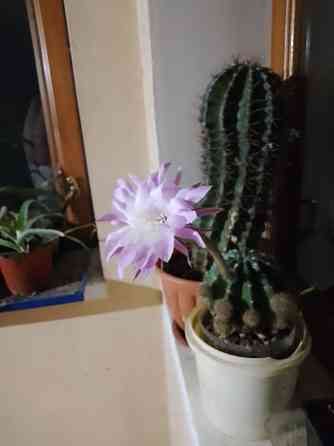 Кактусята Донецк