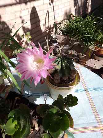 Кактусята Донецк