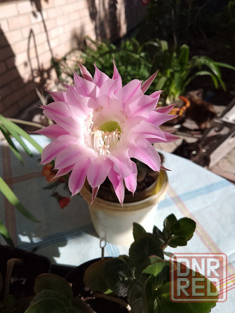 Кактусята Донецк - изображение 2