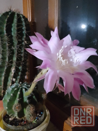 Кактусята Донецк - изображение 1