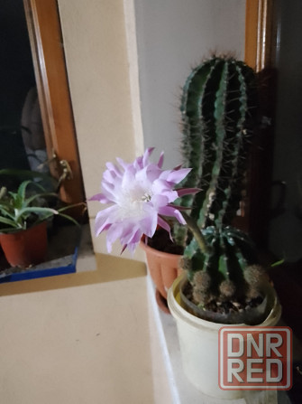 Кактусята Донецк - изображение 4