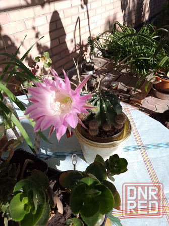 Кактусята Донецк - изображение 3