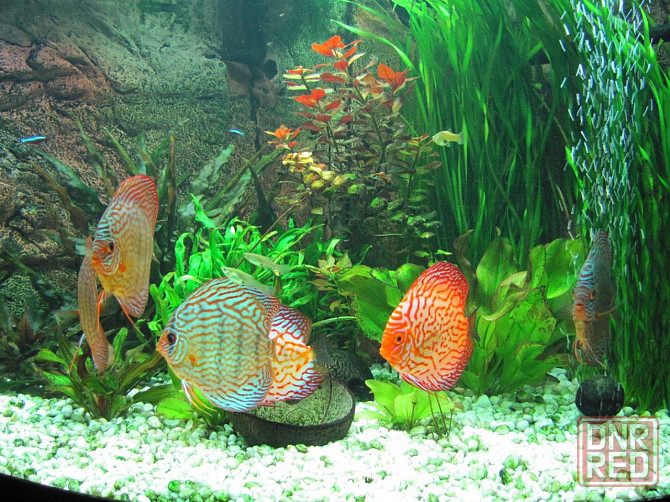 Продам аквариум JUWEL Trigon 350 Донецк - изображение 4