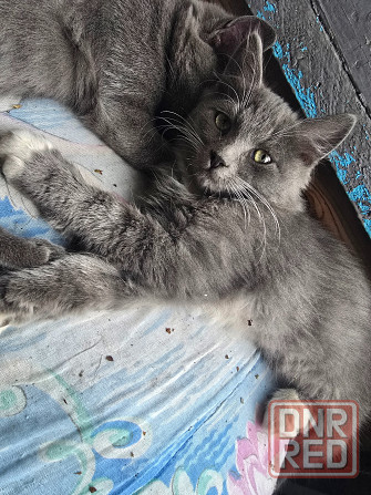 Срочно котята в добрые руки Донецк - изображение 1