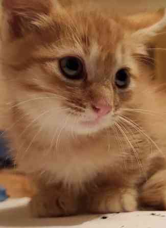 Котёнок Донецк