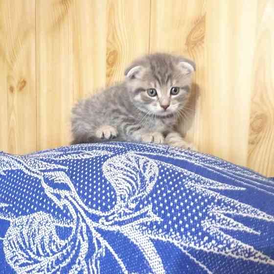 Шотландские котята Донецк