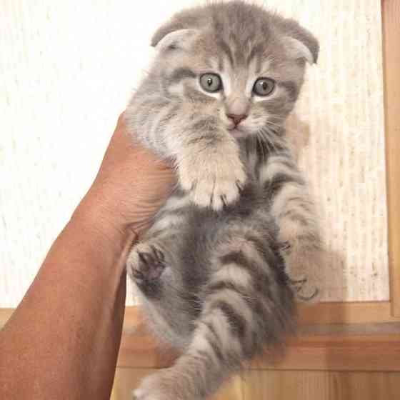 Шотландские котята Донецк
