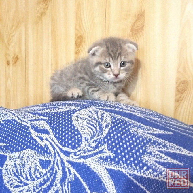 Шотландские котята Донецк - изображение 1