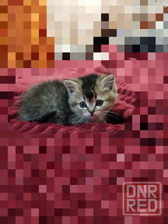 Шотландские котята Донецк - изображение 3