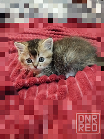 Шотландские котята Донецк - изображение 4