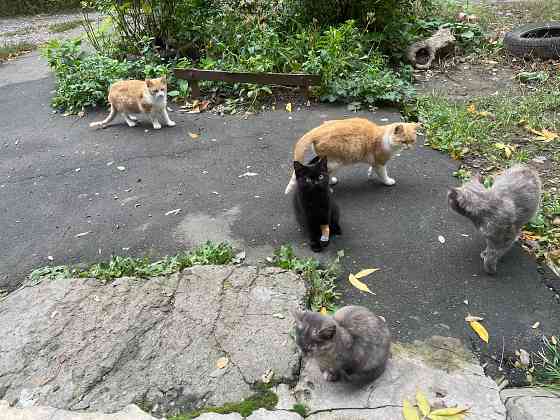 Котики в добрые руки Донецк