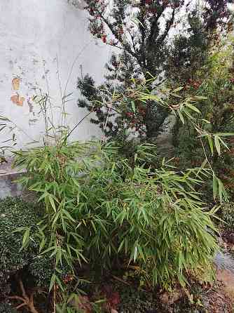 Бамбук китайский и японский Донецк