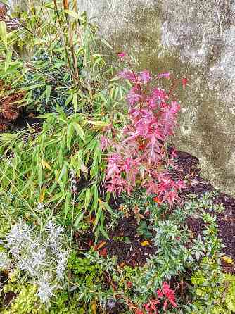 Бамбук китайский и японский Донецк