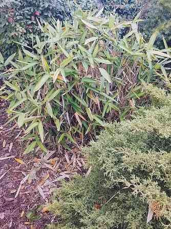 Бамбук китайский и японский Донецк