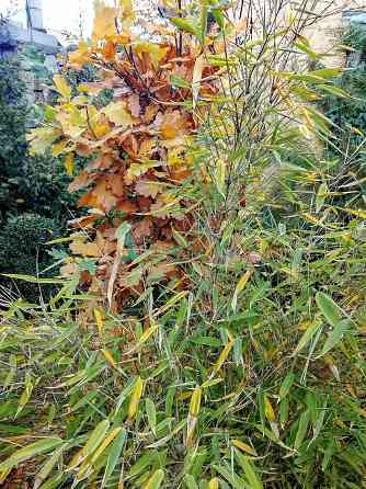 Бамбук китайский и японский Донецк