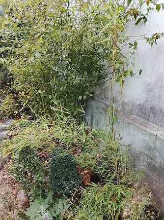 Бамбук китайский и японский Донецк