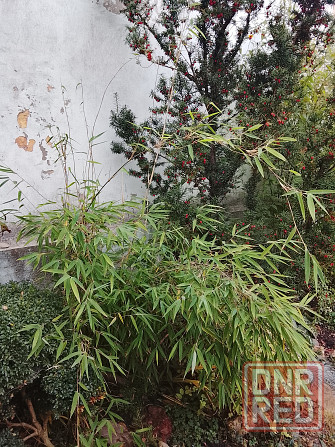 Бамбук китайский и японский Донецк - изображение 2