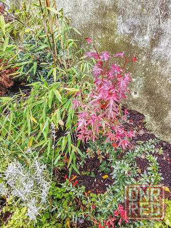 Бамбук китайский и японский Донецк - изображение 5