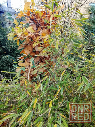 Бамбук китайский и японский Донецк - изображение 4