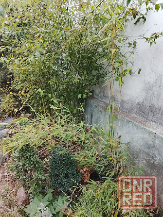 Бамбук китайский и японский Донецк - изображение 3