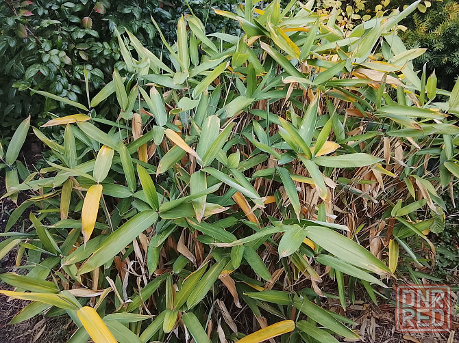 Бамбук китайский и японский Донецк - изображение 1