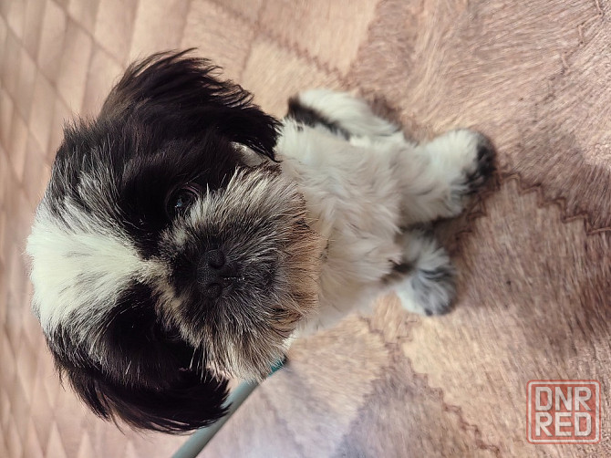 Щенок ши-тцу Донецк - изображение 7