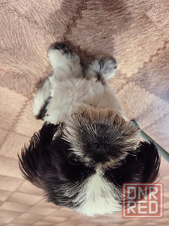 Щенок ши-тцу Донецк - изображение 6