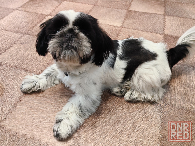 Щенок ши-тцу Донецк - изображение 1