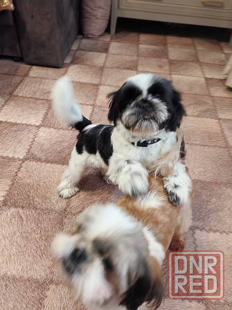 Щенок ши-тцу Донецк - изображение 2