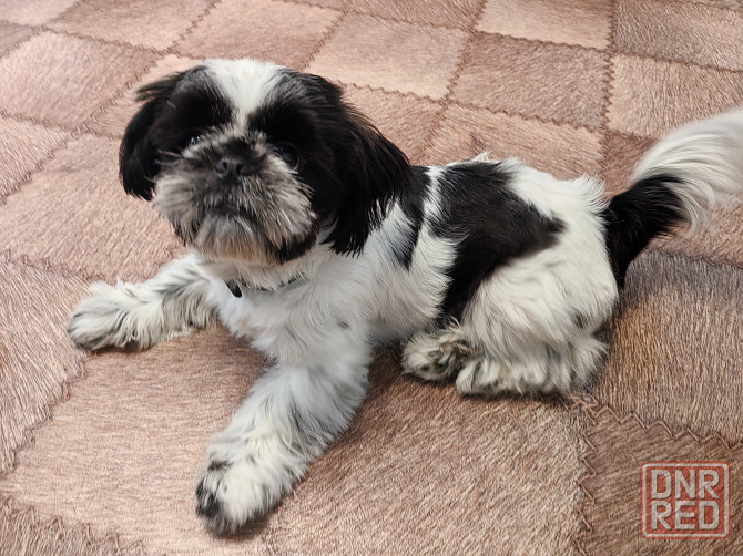 Щенок ши-тцу Донецк - изображение 4