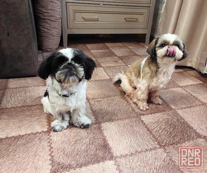 Щенок ши-тцу Донецк - изображение 3