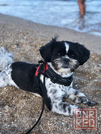 Щенок ши-тцу Донецк - изображение 5