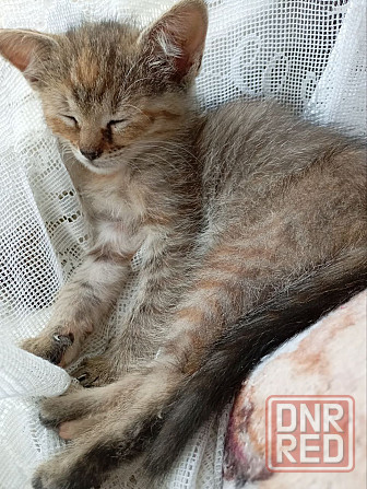 Котятко в добрые руки с доставкой бесплатно Донецк - изображение 1