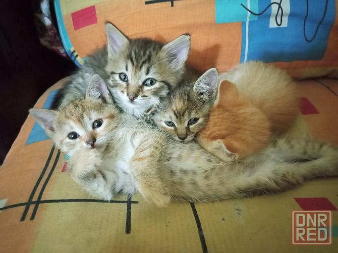 Котятки в добрые руки с доставкой бесплатно Донецк - изображение 1