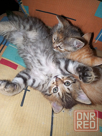 Котятки в добрые руки с доставкой бесплатно Донецк - изображение 3
