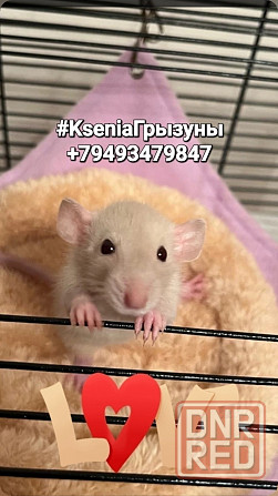 Крыски Дамбо Рекс, Сфинкс, Стандарт Донецк - изображение 1