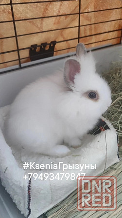 Кролик Карликовой породы Львиноголовка и Карликовый Галандский Донецк - изображение 6