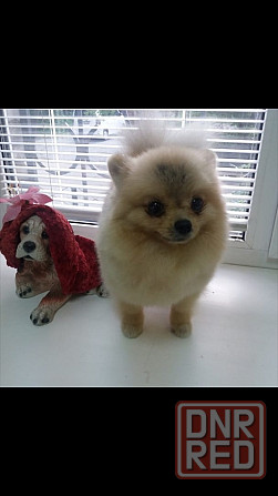 Стрижки собак и кошек Мариуполь - изображение 5