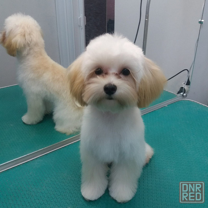 Стрижки собак и кошек Мариуполь - изображение 6
