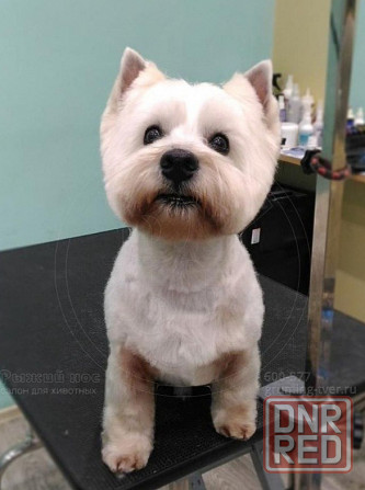 Стрижки собак и кошек Мариуполь - изображение 3