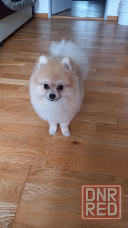 Стрижки собак и кошек Мариуполь - изображение 4