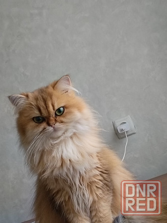 Продам кошку Мариуполь - изображение 1