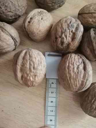 Продам орех грецкий в скорлупе Донецк