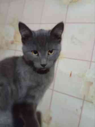 Отдам котят в добрые руки Донецк