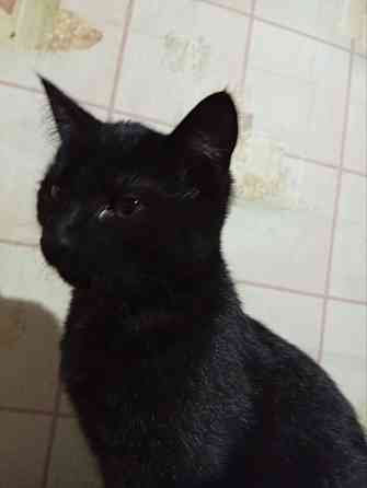 Отдам котят в добрые руки Донецк