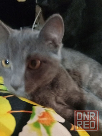 Отдам котят в добрые руки Донецк - изображение 7