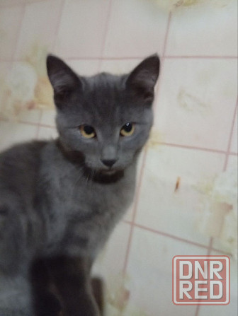 Отдам котят в добрые руки Донецк - изображение 6